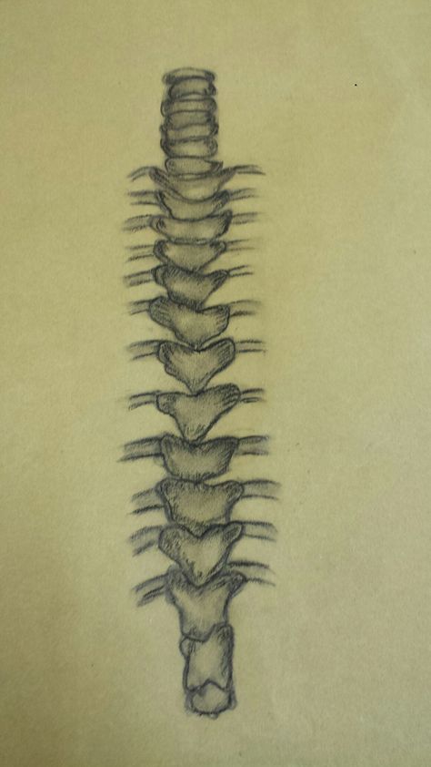 Spinal cord by zainab  #skeleton#Drawing Spine Drawing Reference, Spine Drawing Easy, Spinal Cord Drawing, Spine Sculpture, Spine Drawing, Skeleton Drawing, All About Me Art, Skeleton Drawings, Cardiac Nursing