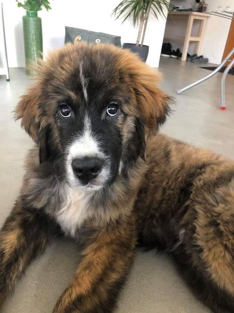 Meet Bear 🐻 his mom is a Bernese mountain dog/st. Bernard and his dad is a Golden 🐾🐾🐾🐾 St Bernese, Burmese Mountain Dog, Golden Mountain Dog, Burmese Mountain Dogs, Golden Mountain, Super Cute Dogs, Golden Retriever Mix, Adorable Puppy, St Bernard