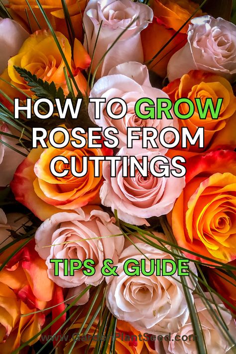 Rose propagation techniques can seem daunting, but with the right knowledge and preparation, it can be a rewarding and enjoyable process. In this guide, we will take you through each step of the journey, from selecting the right rose cuttings to caring for your newly propagated plants. By the end, you’ll have the confidence and skills to grow roses from cuttings with ease. Growing Roses From Cuttings, Rose Propagation, Grow Roses From Cuttings, Propagated Plants, Roses From Cuttings, How To Grow Roses, Propagating Roses, Rose Fertilizer, Bunny Quotes