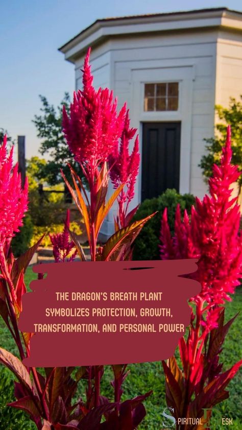 The dragon’s breath plant symbolizes protection, growth, transformation, and personal power. Discover the mystical allure of the dragon’s breath plant and unlock its spiritual meaning. Delve into the enthralling secrets this vibrant plant holds within its vivid foliage. #plantsofinstagram #unlock #discover #foliage #secret #meaning #plants Celosia Dragons Breath, Dragons Breath Celosia, Dragons Breath Flower, Dragons Breath Plant, Celosia Plant, Healing Rituals, Garden Perennials, Gladiolus Flower, Dragons Breath