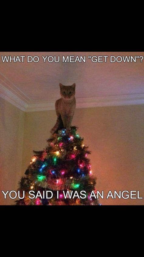 Cats love the Christmas tree Christmas Cat Memes, Christmas Memes Funny, Funny Christmas Tree, Cat Christmas Tree, Christmas Memes, What Do You Mean, Kittens Funny, Funny Cat Memes, Funny Animal Memes