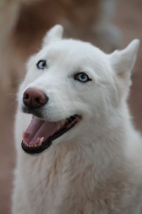 White Husky Puppy, Spitz Breeds, White Siberian Husky, White Husky, White Shepherd, My Husky, Pretty Dogs, Husky Puppy, Wolf Dog