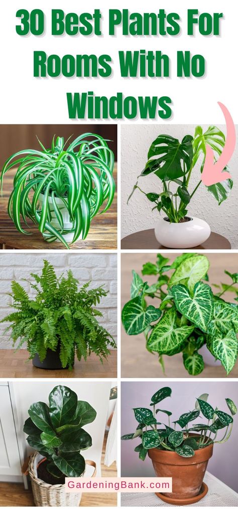 30 Best Plants For Rooms With No Windows pinterest image. How To Have A Green Thumb, Rooms With No Windows, Houseplant Inspiration, Beginner Plants, Inside House Plants, Easy Houseplants, Houseplant Tips, Plants For Beginners, Low Light House Plants