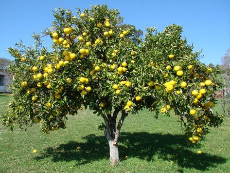 A beautiful grapefruit tree Grapefruit Tree, Grapefruit Seed Extract, Seed Pack, Citrus Trees, Tree Seeds, Unique Trees, Orange Tree, Organic Fruit, Fruit Plants