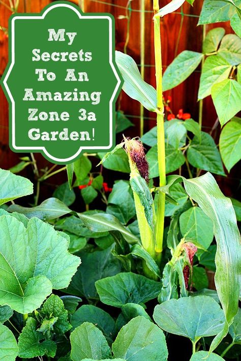 Square Foot Gardening Plans, Zone 3 Gardening, When To Plant Vegetable Garden, Plant Vegetable Garden, Minnesota Garden, Garden Prepping, Raised Gardens, When To Plant Vegetables, Faerie Garden