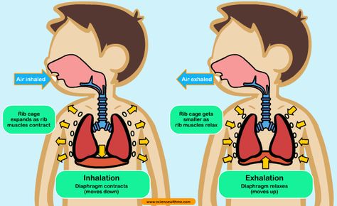 respiration Respiratory System Projects, Anaerobic Respiration, Human Respiratory System, Calm Kids, Cellular Respiration, Animal Adaptations, Human Body Systems, Nursing Programs, Science Worksheets