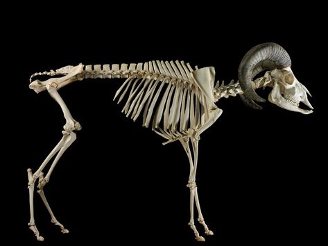 Skeleton (side view), adult goat | Wellcome Collection Skeleton Side View, Goat Skeleton, Wellcome Collection, Animal Anatomy, Anatomy For Artists, Side View, Goats, Dream Catcher, Skeleton