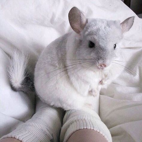 Chinchilla Cute, Chinchilla Pet, Chinchilla Cage, Chinchilla Fur, Guinea Pig Toys, Savannah Cat, Cute Posts, Chinchillas, Silly Animals