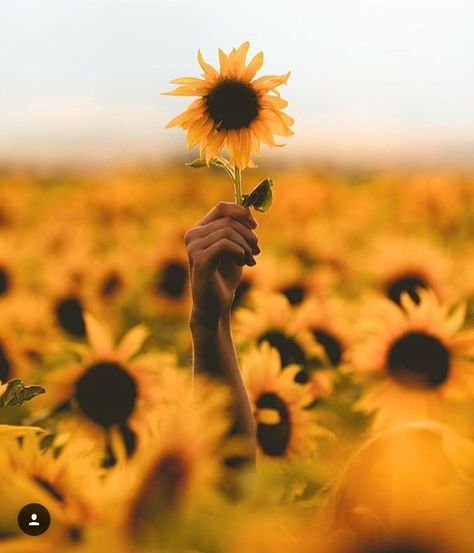 Sunflower Field Photography, Sunflower Field Pictures, Milan Kundera, Sunflower Photography, Sunflower Photo, Sunflower Pictures, Sunflower Garden, Sunflower Wallpaper, Cat Air