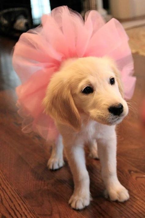 Tutu cute dog cute tutu pink puppy animals ballerina Class Community, Golden Retriever Mix, Ballet Class, Retriever Puppy, Blue Heeler, Golden Retrievers, Puppy Training, Funny Cartoon, 귀여운 동물