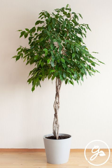 Large House Plants Indoor, Ficus Tree Care, Ficus Tree Indoor, Weeping Fig, Garden Tattoos, Ficus Benjamina, Indoor Tree, Ficus Tree, Fertilizer For Plants