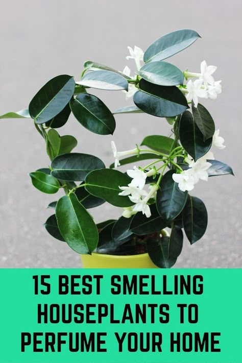 Household Plants, Aromatic Plant, Fragrant Plant, Inside Plants, Best Indoor Plants, Bedroom Plants, Garden Art Sculptures Diy, House Plants Decor, Plants Indoor