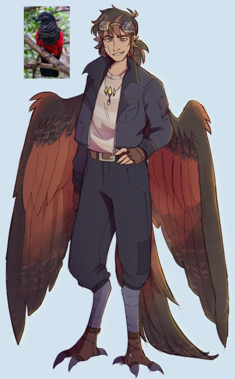 Based off Dracula Parrot Bird People Ocs, Dracula Character Art, Winged People Poses, Parrot Feather Drawing, Harpy Oc Male, Peacock Tail Drawing, Bird People Oc, Animal Superhero Oc, Harpy Dnd Character