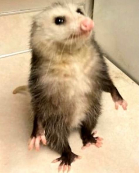 Cute Possums, Animagus Ideas, Opposum Funny, Possum Pfp, Opossum Fursona, Possum Memes, Possum Funny, Cute Possum, Baby Possum