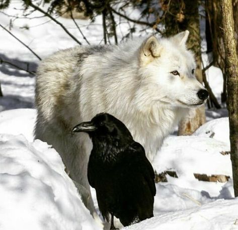 Raven Photography, Throw Me To The Wolves, Wolf Clothing, Raven And Wolf, Wolf Images, Wolf Photography, Wolf Quotes, Dog Heaven, Wolf Photos