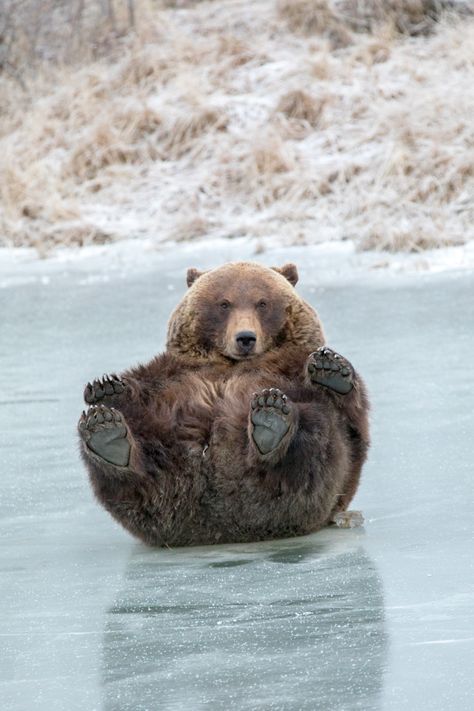 Daily Stretches, Toe Beans, Bear Bear, Bear Pictures, Pretty Animals, Silly Animals, Bear Art, Cute Wild Animals, Cute Animal Photos