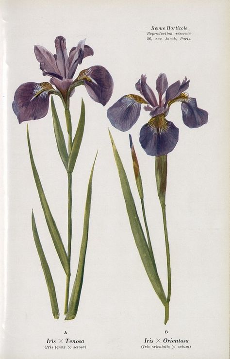 Photos Iris Drawing, Iris Flower Tattoo, Illustration Botanique, Iris Flower, Botanical Illustrations, Arte Inspo, Wild Plants, Iris Flowers, Black Flowers