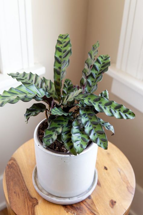 Rattlesnake Plant, Plant Jungle, Cat Safe Plants, Small Yellow Flowers, Inside Garden, Calathea Plant, Plant Care Houseplant, Prayer Plant, Soil Layers