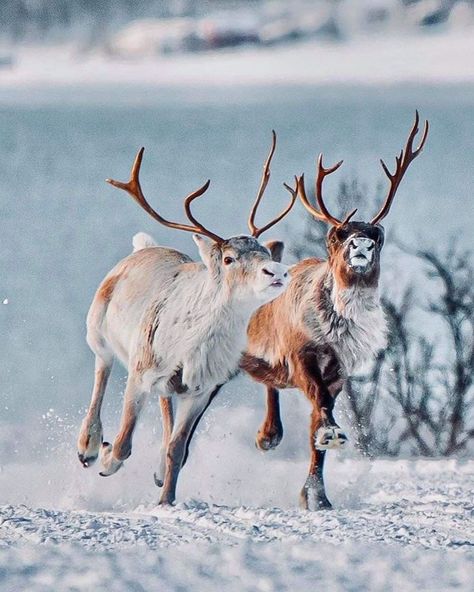 Winter Animal Photography, Reindeer Aesthetic, Reindeer Photography, Reindeer Pictures, Reindeer In Snow, Winter Creatures, Reindeer Photo, Winter Wildlife, Snow Animals