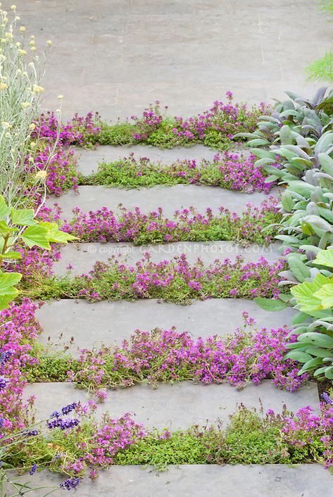 Thyme herbs in flower Thymus, in crevices and nooks and crannies of path stepping stones walkway with herbs and lettuce vegetables: rosemary Rosmarinus, Salvia officinalis, Lavandula lavender, dill, kale, patio, groundcover Stepping Stones Walkway, Stones Walkway, Lawn Alternative, Thyme Plant, Craggy Gardens, Serenity Garden, Lawn Alternatives, Nooks And Crannies, Crazy Paving