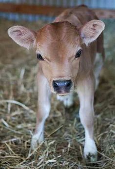 Regnul Animal, Mini Cows, Jersey Cow, Baby Farm Animals, Fluffy Cows, Cow Pictures, Baby Cows, Hereford