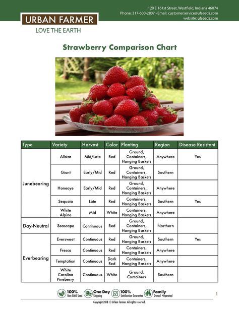 This guide in our growing library provides everything you need to know about our strawberry varieties to get started in your garden. https://files.ufseeds.com/uploads/Strawberry-Comparison-Chart.pdf Fruit Guild, Gardening Materials, Garden Berries, Strawberry Growing, Pergola Planter, Heart Nature, Strawberry Varieties, Grow Strawberries, Fruit Farm