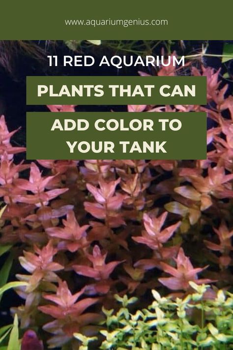 Aquatic Plants Aquarium, Aquarium Plants Freshwater, Walstad Aquarium, Red Aquarium, Underwater Aquarium, Freshwater Plants, Freshwater Aquarium Plants, Fish Garden, Aquascape Design