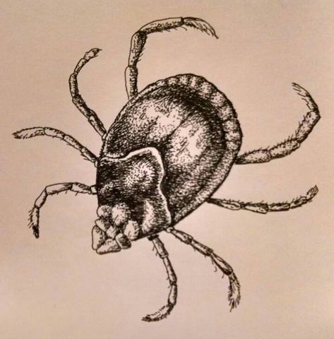 Wood Tick Pen and ink technical style drawing. Ticks can’t jump so the larva must stand or perch on grass or other vegetation until a warm-blooded mammal, like your beloved pet dog, walks by, at which point it latches on. Called “questing,” it looks like the tick is trying to stand up to grab the sky. Tick Drawing, Tick Tattoo, Locust Drawing, Wood Tick, Inktober Ideas, Eye Artwork, Black Pen Drawing, The Tick, Stippling Art