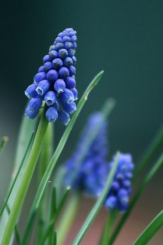 Hyacinth Aesthetic Flower, Hyacinth Field, Wild Hyacinth Flower, Muscari Flowers, Blue Muscari, Hyacinth Purple, Grape Hyacinth, Garden Cart, Indoor Flowers