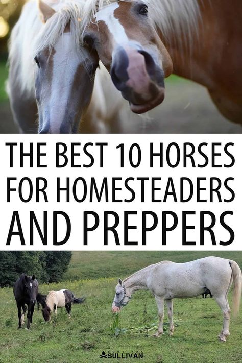 Horses are an invaluable asset for any prepper or homesteader, whether before or after a disaster. Here are our best picks. #prepper #horses #homesteading Raising Farm Animals, Horse Care Tips, Morgan Horse, Dairy Goats, Horse Tips, Wild Mustangs, Prepper Survival, Work Horses, Miniature Horse