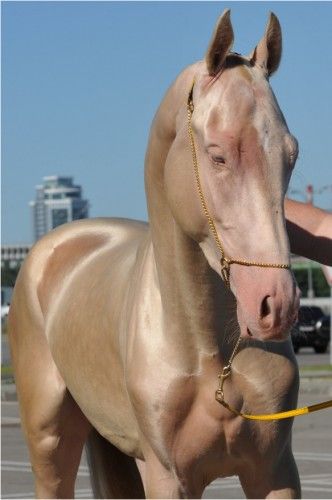 Akhla-Teke, golden horse (4) Akhal-teke, Ahal Teke, Akhal Teke Horses, Golden Horse, Akhal Teke, Horse World, Majestic Horse, All The Pretty Horses, Horse Crazy