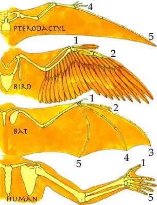 This site presents the idea that birds developed from flying pterosaurs. This is a credible alternative to the current, mainstream idea that birds developed from land-based dinosaurs. Wing Anatomy, Types Of Wings, Wings Inspiration, Bird People, Wings Drawing, Bird Wings, Anatomy Drawing, Anatomy Reference, Drawing Reference Poses