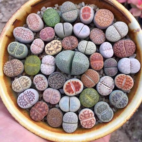 You Can Get Succulent Plants That Look Just Like Rocks In Your Garden And I Am Obsessed Thirsty Animals, Living Stone Plant, Lithops Succulents, Kaktus Dan Sukulen, Living Stones, African Plants, Stone Plant, Succulent Seeds, Bonsai Plants