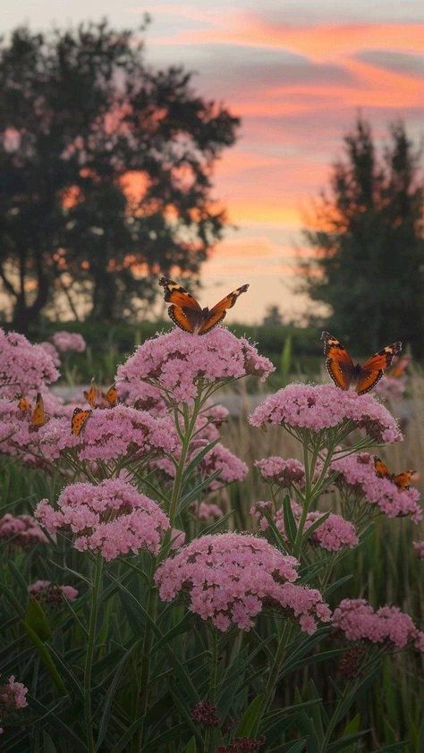 Butterfly Field Aesthetic, Bird Photography Aesthetic, Betty Core Aesthetic, Kaylin Core Aesthetic, Stardew Valley Summer, Melissa Aesthetic, Butterfly Catching, Butterfly Sunset, Butterfly Landscape