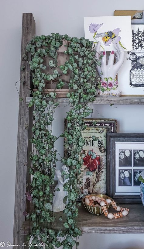 Known for its long, arching leaves that spill beautifully over the edges of hanging planters. It's a great choice for filling vertical spaces. Succulent Fertilizer, String Of Hearts Plant, Growing Bulbs, String Of Hearts, Plant Wishlist, Growing Vines, Inside Plants, Easy Care Plants, Trailing Plants