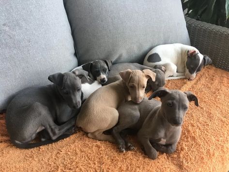 Italian Greyhound Puppies For Sale | San Diego, CA #310711 Mini Italian Greyhound, Greyhound Puppies, Cavoodle Dog, Greyhound Breed, Italian Greyhound Puppies, Greyhound Puppy, Yorkies For Sale, California San Diego, Discovery Toys