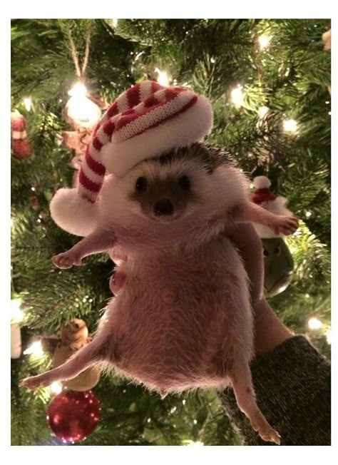 Christmas Contests, Funny Hedgehog, Hedgehog Christmas, Hedgehog Pet, A Hedgehog, Cute Hedgehog, Pet Hacks, Hedgehogs, Animal Photo