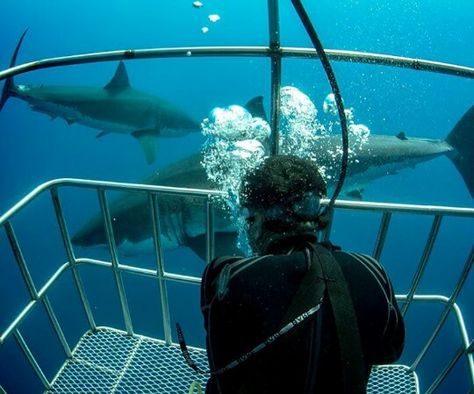 Shark Cage Diving Aesthetic, Diving With Sharks, Ocean Aesthetic Shark, Swimming With Sharks Aesthetic, Cage Diving With Sharks, Shark Cage, Shark Cage Diving, Cave Diving, Marine Biologist