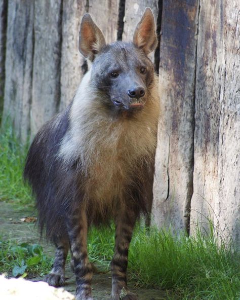 Brown Hyena, Striped Hyena, Funny Creatures, Town And Country Magazine, Country Magazine, Dog Family, Rare Species, Cool Animals, Animal Reference