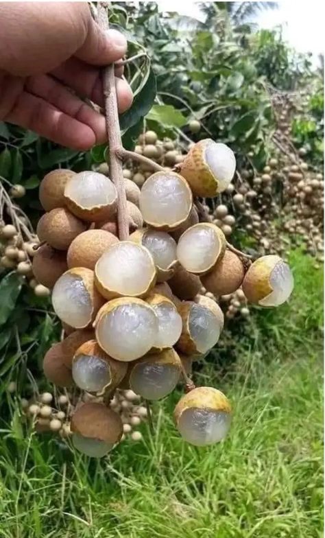 Longan Fruit, Fruits And Vegetables Pictures, Vegetable Pictures, Growing Fruit Trees, Strange Fruit, Calathea Plant, Small Vegetable Gardens, Tree Species, Culture Magazine