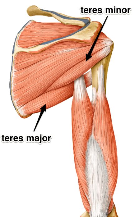 Teres Major Muscle, Relaxing Stretches, Arm References, Human Anatomy Picture, Teres Major, Medical Animation, Yoga Anatomy, Human Body Anatomy, Muscle Anatomy