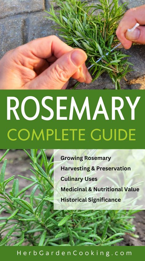 Rosemary is a hardy, drought-tolerant herb, with a wide range of culinary uses. Rosemary is fairly easy to cultivate, has numerous potential health benefits, and a fascinating historical context. Rosemary Uses, Rosemary From Cuttings, Is Rosemary A Perennial, When To Plant Rosemary, Rosemary Health Benefits, Harvesting Rosemary How To, Uses For Rosemary, Prostrate Rosemary Plants, Rosemary Plant Care