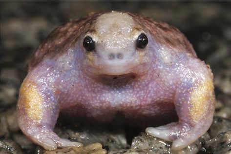 Popular Science on Twitter: "These buff frogs never skip arm day #NationalFitnessDay https://t.co/FyzvZLdsex… " Giant Isopod, Types Of Frogs, Turtle Frog, Goofy Animals, Funny Creatures, Ugly Animals, Monster Of The Week, Creature Ideas, Frog Pictures