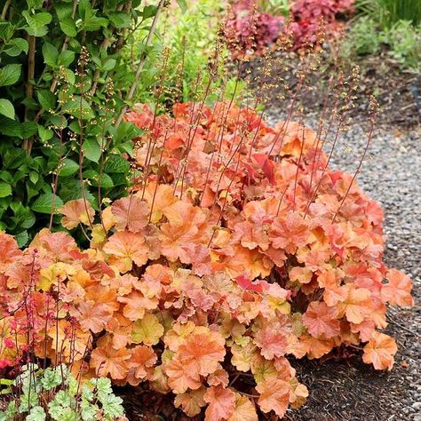 31 Best Heuchera Varieties | Different Types of Heucheras Red Hot Poker Plant, Coral Bells Heuchera, White Flower Farm, Northern Exposure, Green Veins, Red Plants, Coral Bells, Sandy Soil, Hybrid Tea Roses