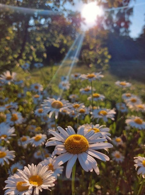 Chamomile Flowers Aesthetic, Country Photography, Beautiful Flowers Wallpapers, Chamomile Flowers, Cool Backgrounds, Amazing Flowers, Flower Wallpaper, Beautiful Wallpapers, Mother Earth