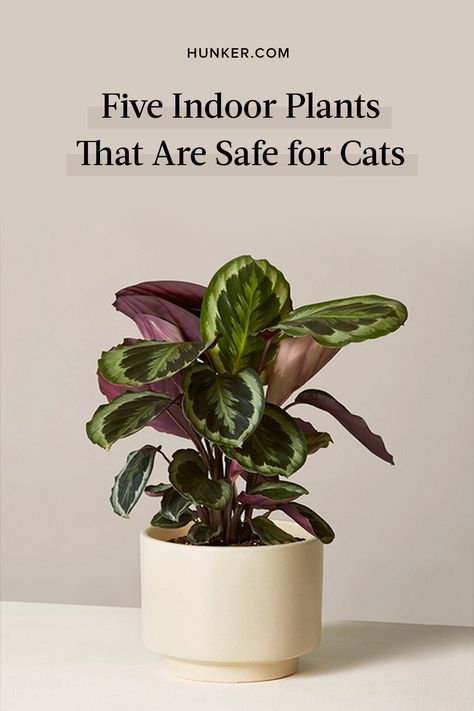 If you are lucky enough to share your space with one or more cats, you will want to pick your indoor plants carefully to avoid issues and keep your kitty-cats safe. #hunkerhome #indoorplant #indoorplants #nontoxicplants #safeforcats Cooling Plants, Plants Safe For Cats, Cat Safe House Plants, Safe House Plants, Cat Friendly Plants, Cat Safe Plants, Plants Pet Friendly, Safe House, Zebra Plant