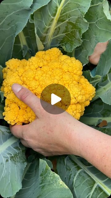 Brianne Graber on Instagram: "Broccoli and Cauliflower are fun to grow and harvest. Keep in mind when I talk about the timing of starting plants I almost always mean from seed. Starting your own plants from seed will save you so much money and open up the amount of varieties you can grow exponentially! #broccoli #growingbroccoli #cauliflower #zone9 #thezenhenandthehoneybee" Growing Broccoli, English Peas, Florida Gardening, Bush Beans, Pickling Cucumbers, Grow Your Own Food, Seed Starting, Growing Food, Brussel Sprouts