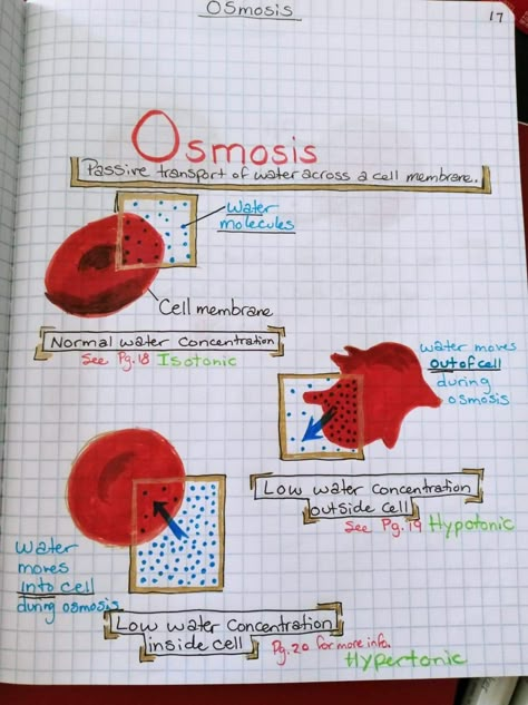 Osmosis Notes Biology, Cytology Aesthetic, Osmosis And Diffusion Notes, Osmosis Biology, Osmosis Notes, Cell Biology Notes, Nursing School Studying Cheat Sheets, Biochemistry Notes, Anatomy Notes