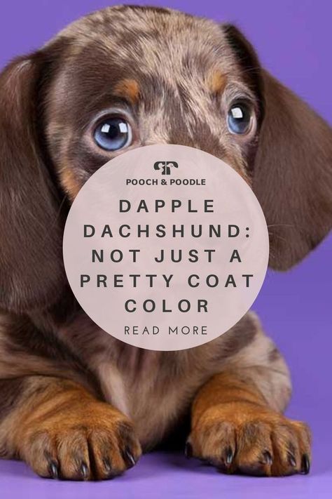 Dapple Dachshund – Not Just A Pretty Coat Color