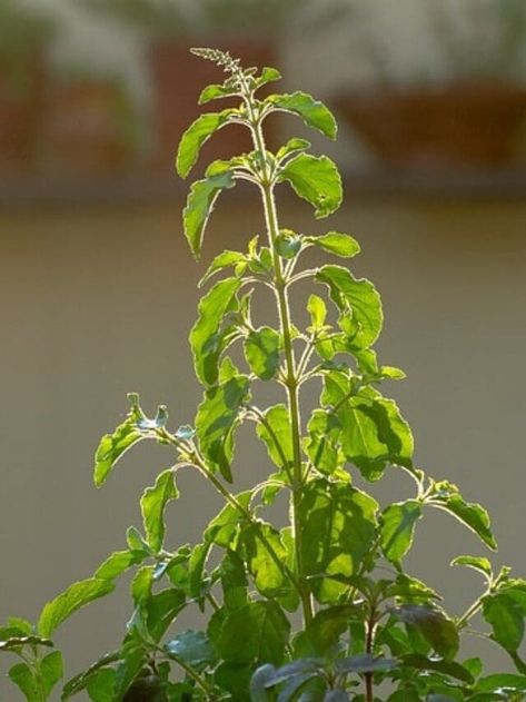 Money Plant In Water, Regrow Vegetables, Tulsi Plant, Easy Plants To Grow, Basil Plant, Sacred Plant, Growing Strawberries, Holy Basil, Top Soil